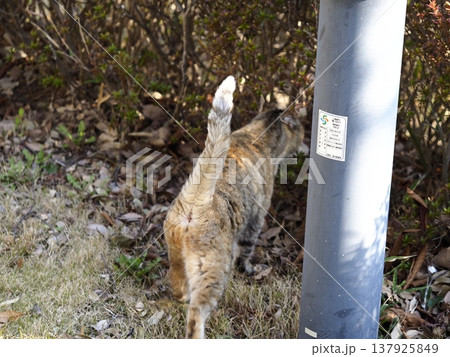 猫がいる風景 猫がいる風景 137925849