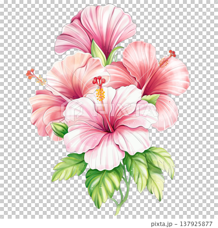Hibiscus branch, pink and red flower bouquet watercolor tropical clipart isolated Hibiscus branch, pink and red flower bouquet watercolor tropical clipart isolated 137925877