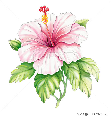 Pink hibiscus branch watercolor tropical botanical illustration isolated 137925878