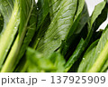 日本の新鮮でヘルシーな野菜（小松菜） 137925909