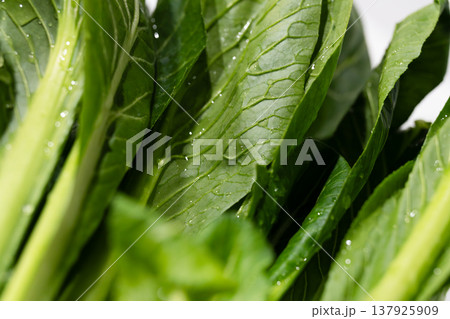 日本の新鮮でヘルシーな野菜（小松菜） 137925909
