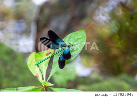 リュウキュウハグロトンボ(オス) リュウキュウハグロトンボ(オス) 137925945