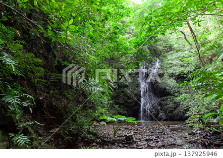 やんばるの森と滝 137925946