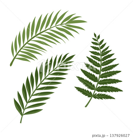 Exotic Palm Tree Frond Green Foliage Isolated Vector Graphic Exotic Palm Tree Frond Green Foliage Isolated Vector Graphic 137926027