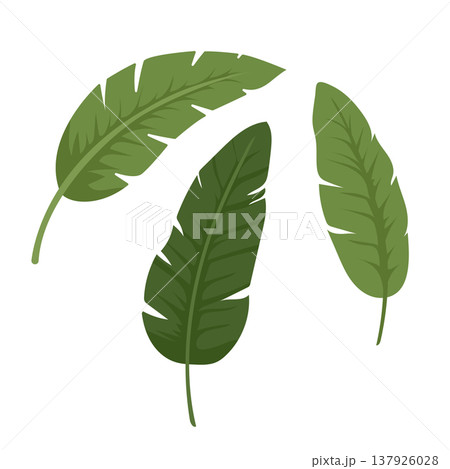 Large Tropical Banana Leaf Exotic Green Foliage Vector Design Large Tropical Banana Leaf Exotic Green Foliage Vector Design 137926028