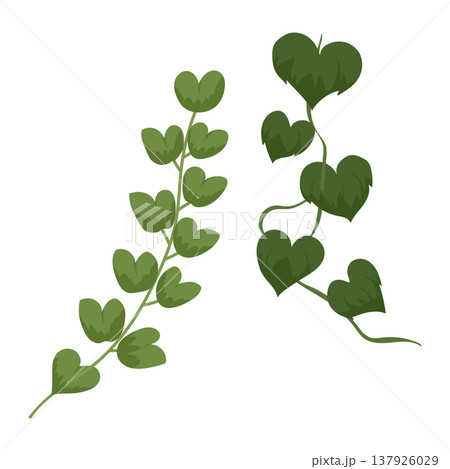 Climbing Green Vine Ivy Foliage Hanging Plant Vector Element Climbing Green Vine Ivy Foliage Hanging Plant Vector Element 137926029