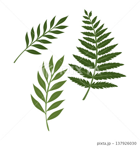 Forest Fern Frond Green Botanical Element Vector Illustration Forest Fern Frond Green Botanical Element Vector Illustration 137926030