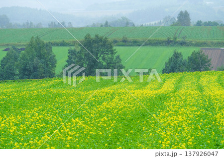 北海道道東の畑に広がるキガラシの花 雨に煙る美しい農村風景 137926047