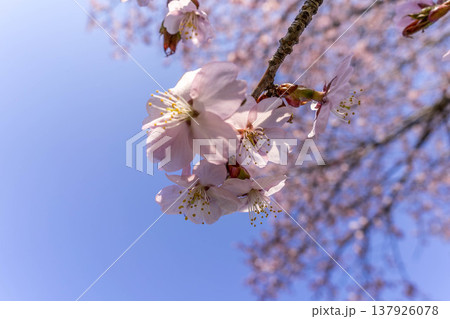 春風に揺れる桜の花 春風に揺れる桜の花 137926078