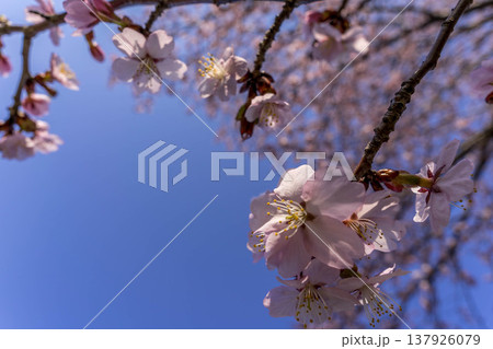 春風に揺れる桜の花 春風に揺れる桜の花 137926079