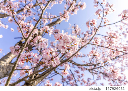 春風に揺れる桜の花 春風に揺れる桜の花 137926081