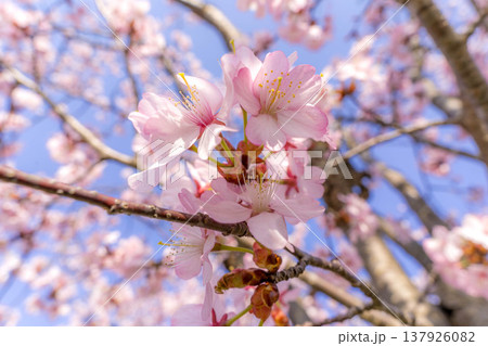 春風に揺れる桜の花 137926082