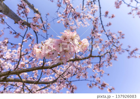 春風に揺れる桜の花 春風に揺れる桜の花 137926083