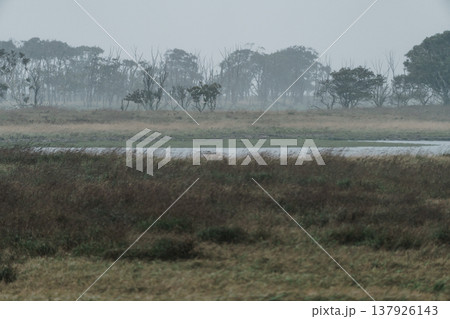 荒天に包まれる野付半島の湿原風景 霧と風が作る幻想的な自然 荒天に包まれる野付半島の湿原風景 霧と風が作る幻想的な自然 137926143