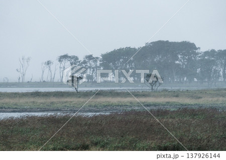 荒天に包まれる野付半島の湿原風景 霧と風が作る幻想的な自然 荒天に包まれる野付半島の湿原風景 霧と風が作る幻想的な自然 137926144