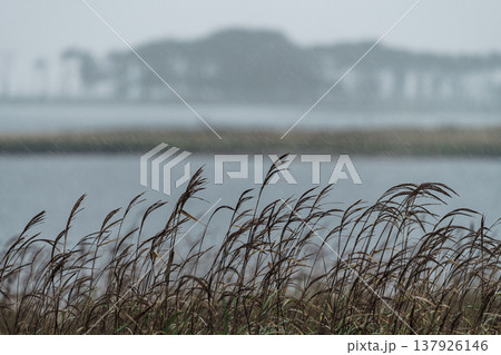 荒天に包まれる野付半島の湿原風景 霧と風が作る幻想的な自然 137926146