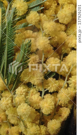 Close-up of bright yellow mimosa flowers alongside green fern leaves, showcasing a vibrant natural arrangement with intricate details and textures 137926201