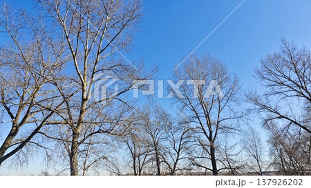 Leafless trees stretch towards a clear blue sky in a winter landscape, highlighting the seasonal transition and the beauty of nature Leafless trees stretch towards a clear blue sky in a winter landscape, highlighting the seasonal transition and the beauty of nature 137926202