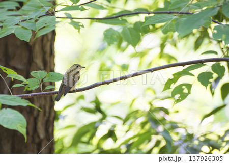 夏に木の枝にとまるキビタキの幼鳥 夏に木の枝にとまるキビタキの幼鳥 137926305