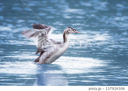 水面で羽を広げるカンムリカイツブリの幼鳥 137926306