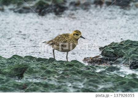 北海道野付半島で見られるムナグロ 荒天の湿地に立つ野鳥 北海道野付半島で見られるムナグロ 荒天の湿地に立つ野鳥 137926355