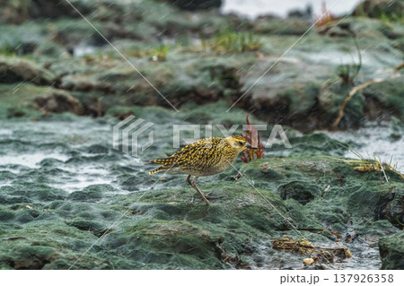 北海道野付半島で見られるムナグロ 荒天の湿地に立つ野鳥 北海道野付半島で見られるムナグロ 荒天の湿地に立つ野鳥 137926358