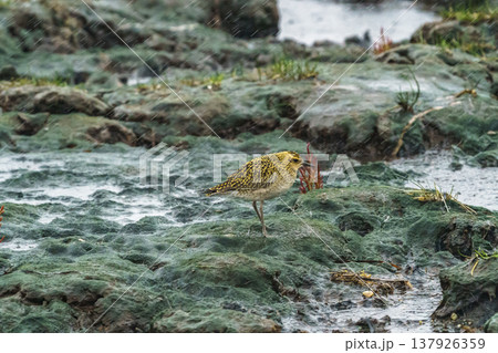 北海道野付半島で見られるムナグロ 荒天の湿地に立つ野鳥 137926359