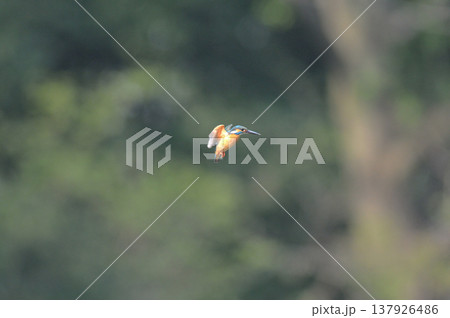カワセミ　翡翠　かわせみ　埼玉県　狭山市　智光山公園　ホバリング 137926486