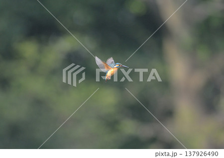 カワセミ　翡翠　かわせみ　埼玉県　狭山市　智光山公園　ホバリング 137926490