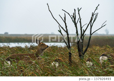 北海道野付半島の草原に同化するエゾシカ 荒天の自然風景 137926493
