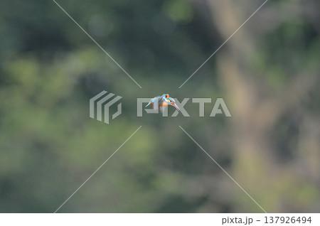 カワセミ　翡翠　かわせみ　埼玉県　狭山市　智光山公園　ホバリング 137926494