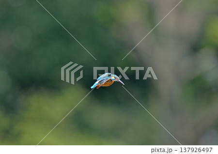 カワセミ　翡翠　かわせみ　埼玉県　狭山市　智光山公園　ホバリング 137926497
