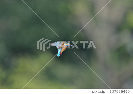 カワセミ　翡翠　かわせみ　埼玉県　狭山市　智光山公園　ホバリング 137926499