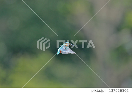 カワセミ　翡翠　かわせみ　埼玉県　狭山市　智光山公園　ホバリング 137926502