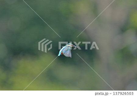 カワセミ　翡翠　かわせみ　埼玉県　狭山市　智光山公園　ホバリング 137926503