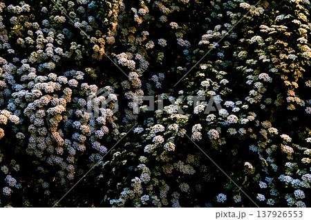 Cute warm evening summer spring flowers background Cute warm evening summer spring flowers background 137926553