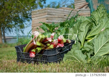 Rhubarb in a garden for making pies and compote, rheum rhabarbarum Rhubarb in a garden for making pies and compote, rheum rhabarbarum 137926560