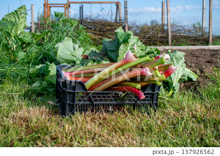 Rhubarb in a garden for making pies and compote, rheum rhabarbarum 137926562
