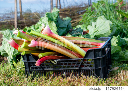Rhubarb in a garden for making pies and compote, rheum rhabarbarum Rhubarb in a garden for making pies and compote, rheum rhabarbarum 137926564