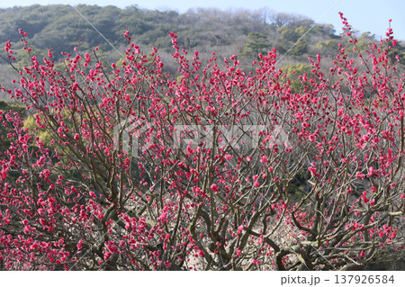 栗林公園の梅林 137926584