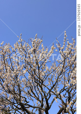 栗林公園の梅林 137926585