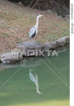 栗林公園の西湖の岸に佇むアオサギ 137926614