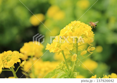 菜の花 137926642