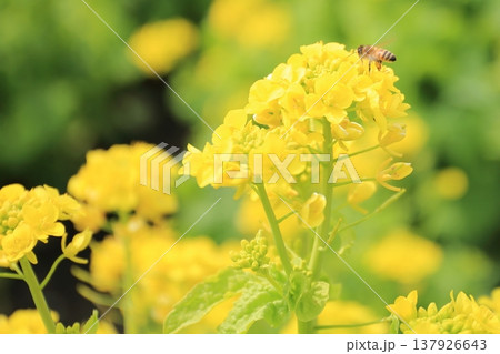 菜の花 菜の花 137926643