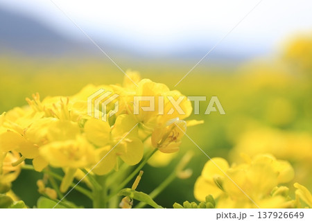 菜の花 137926649