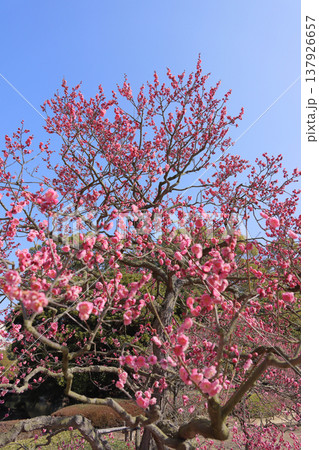 栗林公園の梅林 137926657