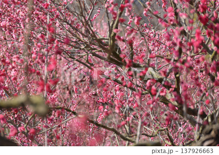 栗林公園の梅林 栗林公園の梅林 137926663