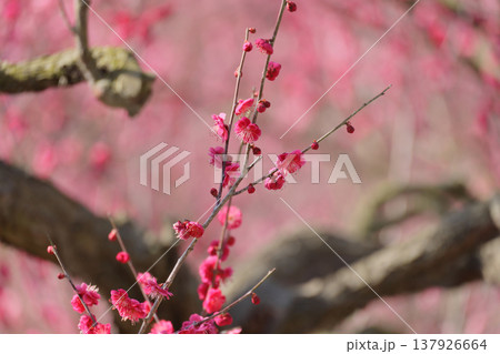 栗林公園の梅林 栗林公園の梅林 137926664