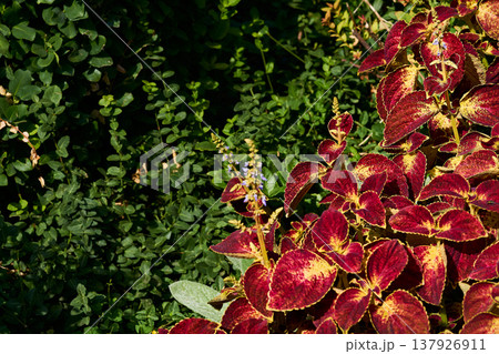 Summer landscape.Blooming red ornamental plant Coleus Lamiaceae family 137926911
