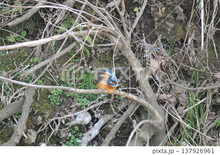 埼玉県　狭山市　智光山公園　カワセミ　翡翠　かわせみ 137926961